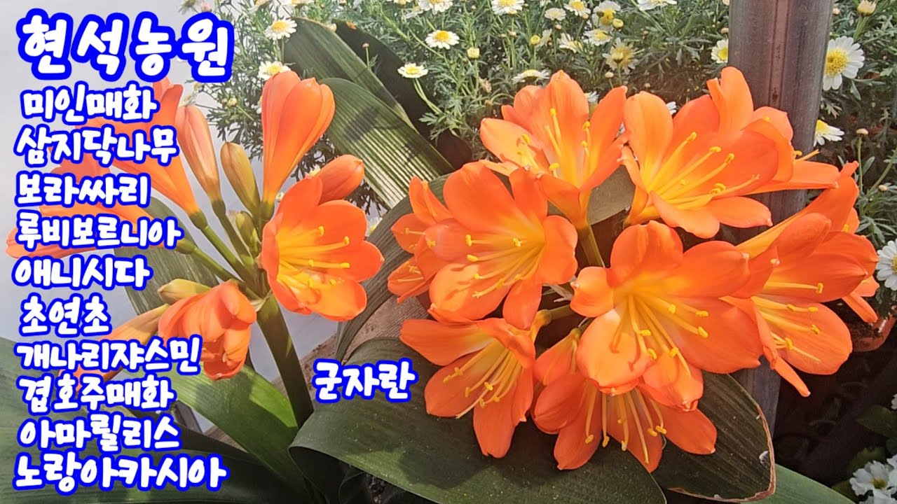 #현석농원#삼지닥나무#미선나무#레몬#보라싸리#천리향#은하철쭉#루비보르니아#애니시다#부겐베리아#운간초#초연초#겹호주매화#천황매#짜보#우이엽#아마릴리스#노랑아카시아#타란튤라#트리쵸스
