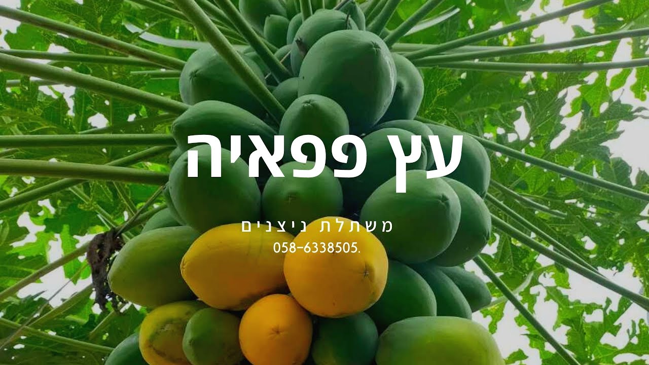 עץ פפאיה | טיפים לגידול עץ פפאיה