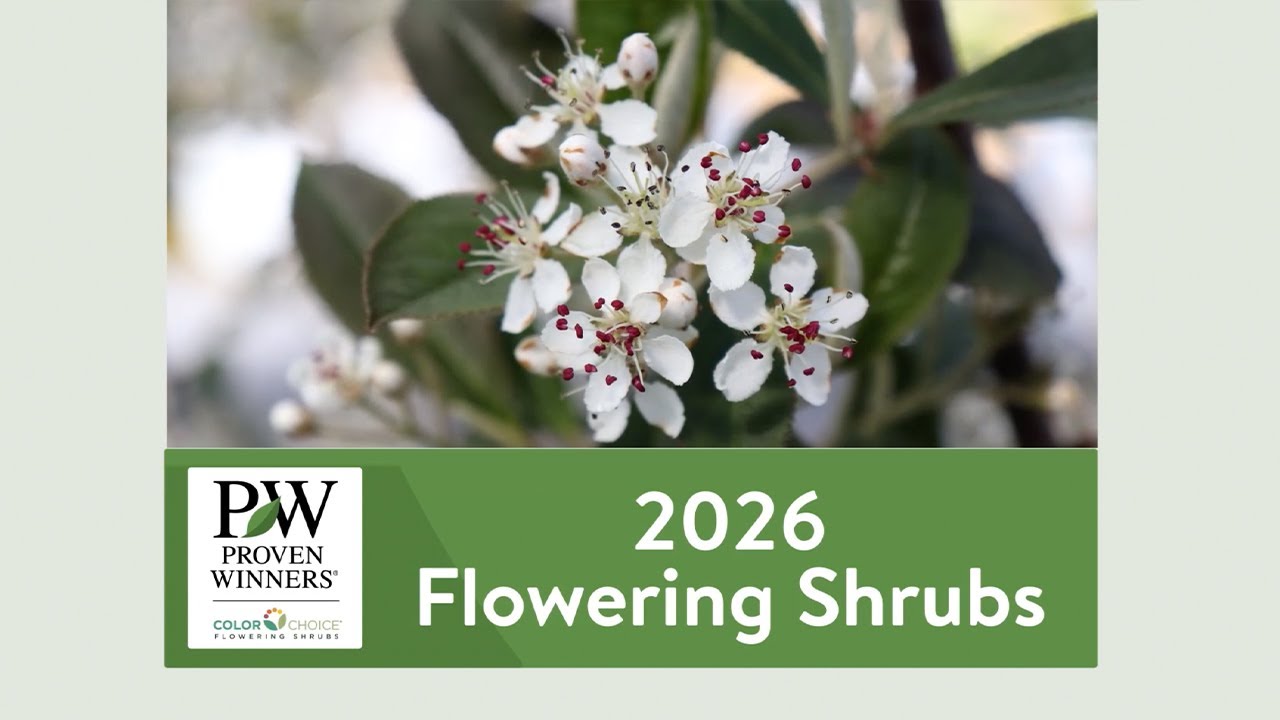 See What's Blooming in 2026: Flowering Shrubs