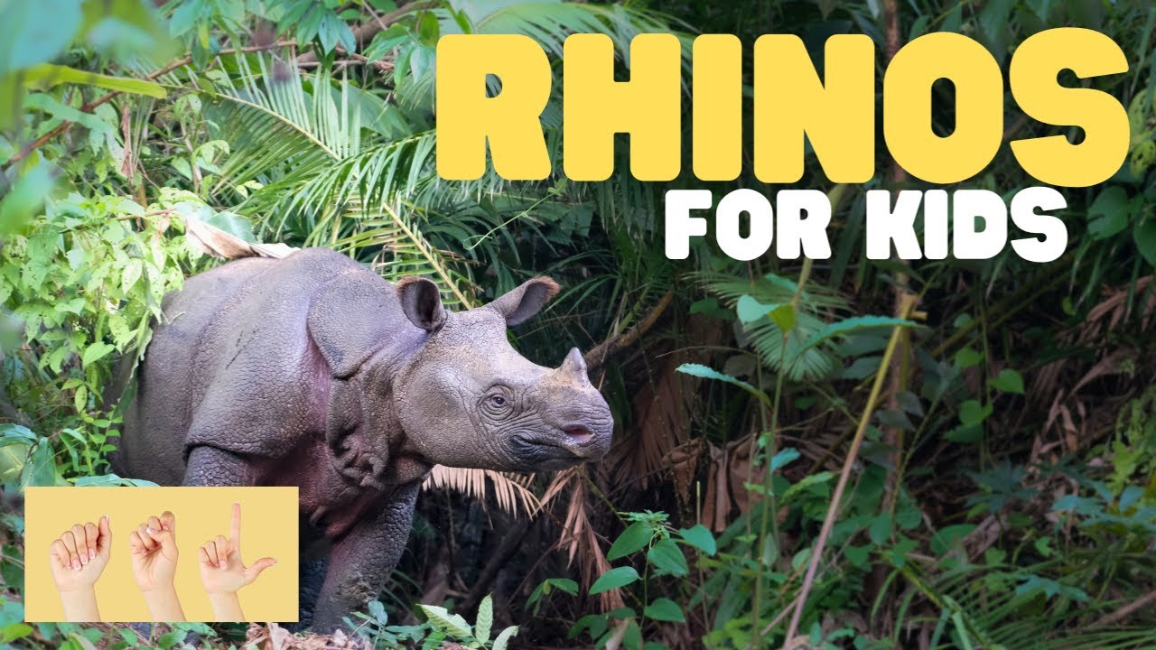 ASL Rhinos for Kids