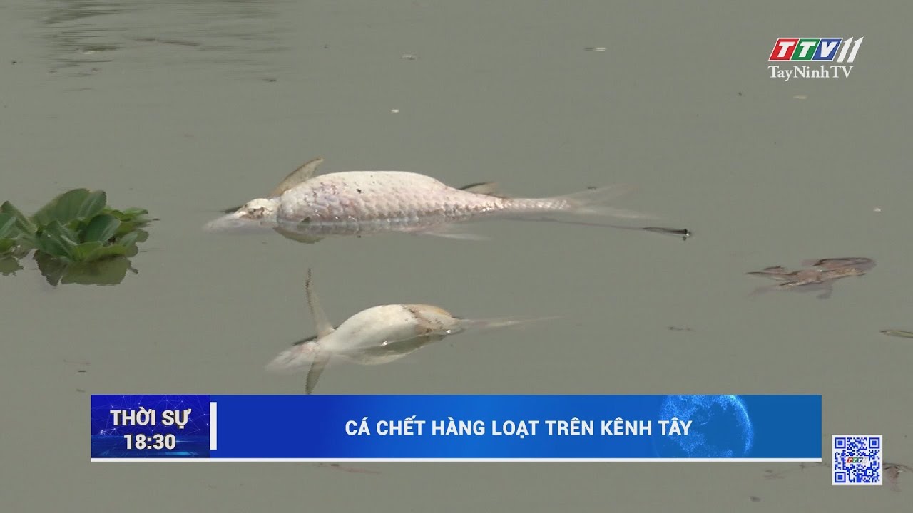 Cá ch.ế.t hàng loạt trên kênh Tây | TayNinhTV