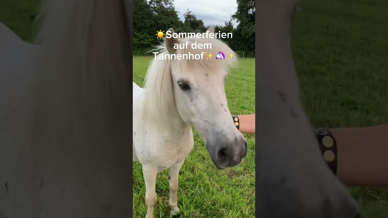 Eine kleine Geschichte vom Tannenhof✨🦄✨