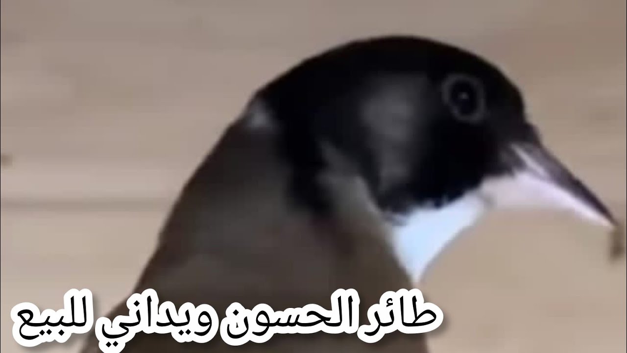 طائر الحسون ويداني للبيع و طيور الحسون داوين جحمومية مكلمة اللهم بارك تحياتي للجميع فرجة ممتعة 