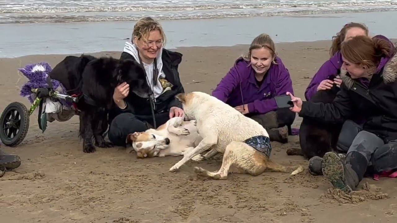 Disabled dogs experience the beach for the first time