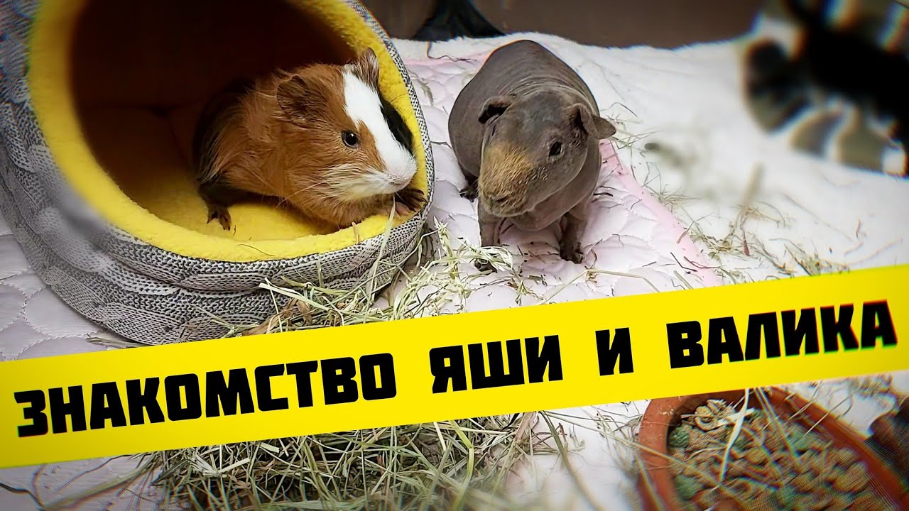 ЗНАКОМСТВО МОРСКИХ СВИНОК Яши и Валика SvinkiShow
