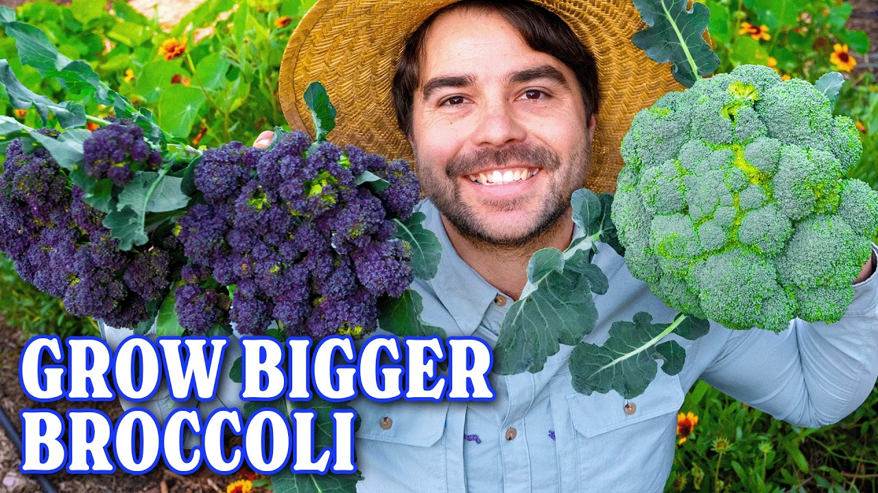 How I Grow and Harvest MASSIVE Broccoli From My Garden