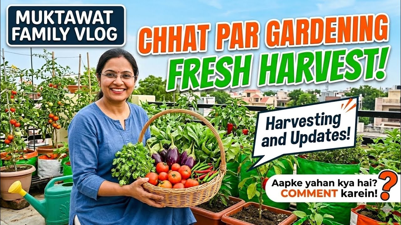 2 महीने की मेहनत | क्या खोया? क्या पाया? | Kitchen Gardening | #MFV #ytvlogs #kitchengarden 