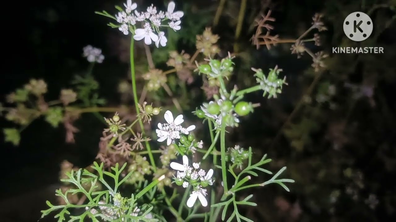 Muab poj niam me nyuam nrauj tag zej zog ntxub tiag tiag.5/2/2025.