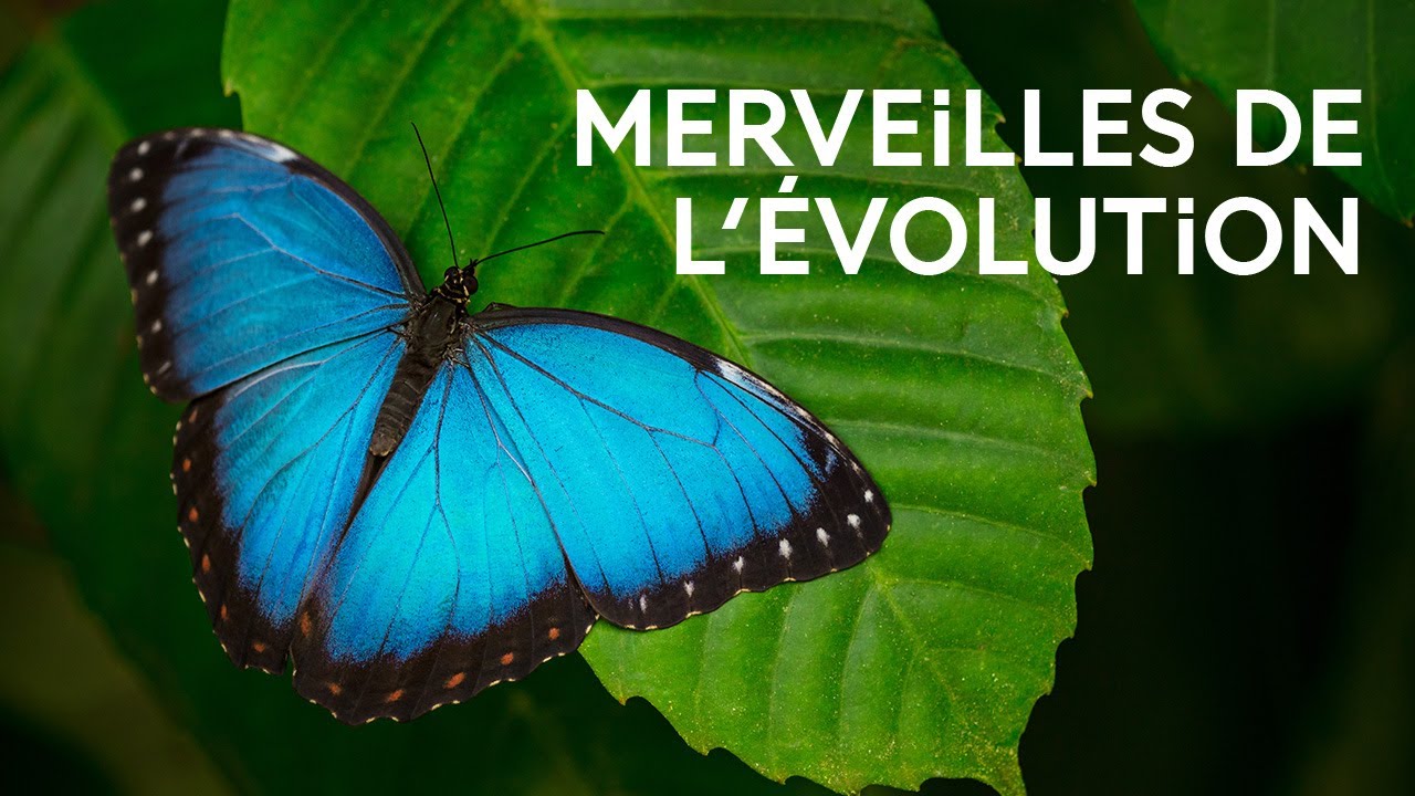 Morpho bleu : comprendre l'évolution grâce aux papillons - La science expliquée aux 8-12 ans