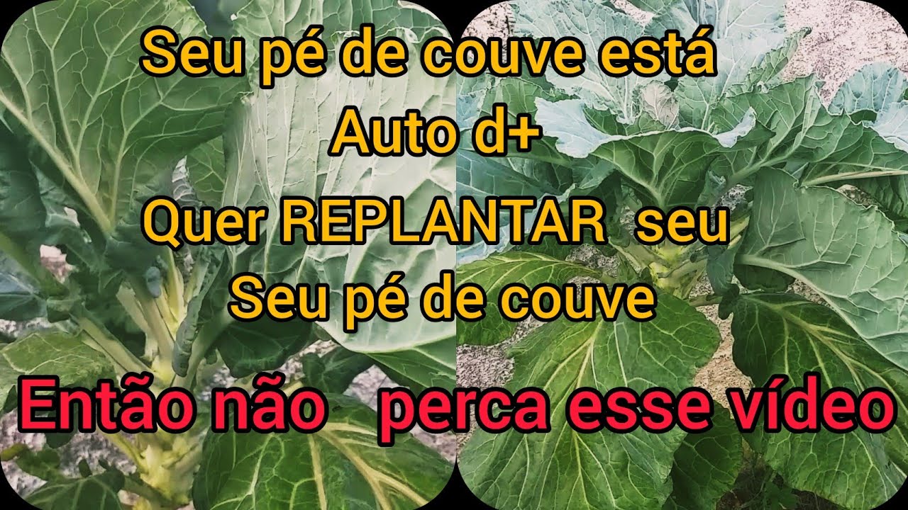 Como  replantar seu pé de couve depois de adulto.