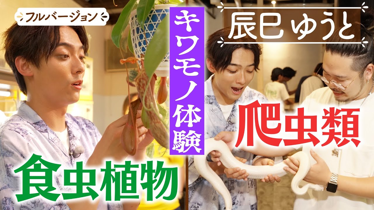 【辰巳ゆうと】多肉植物＆爬虫類を体験！【片っ端から喫茶店】