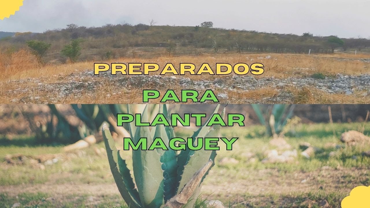 preparando terreno para PLANTAR maguey o agave espadin