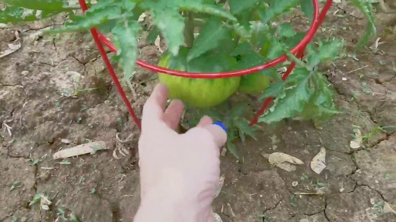 Vegetable Garden Tour - May 18, 2019