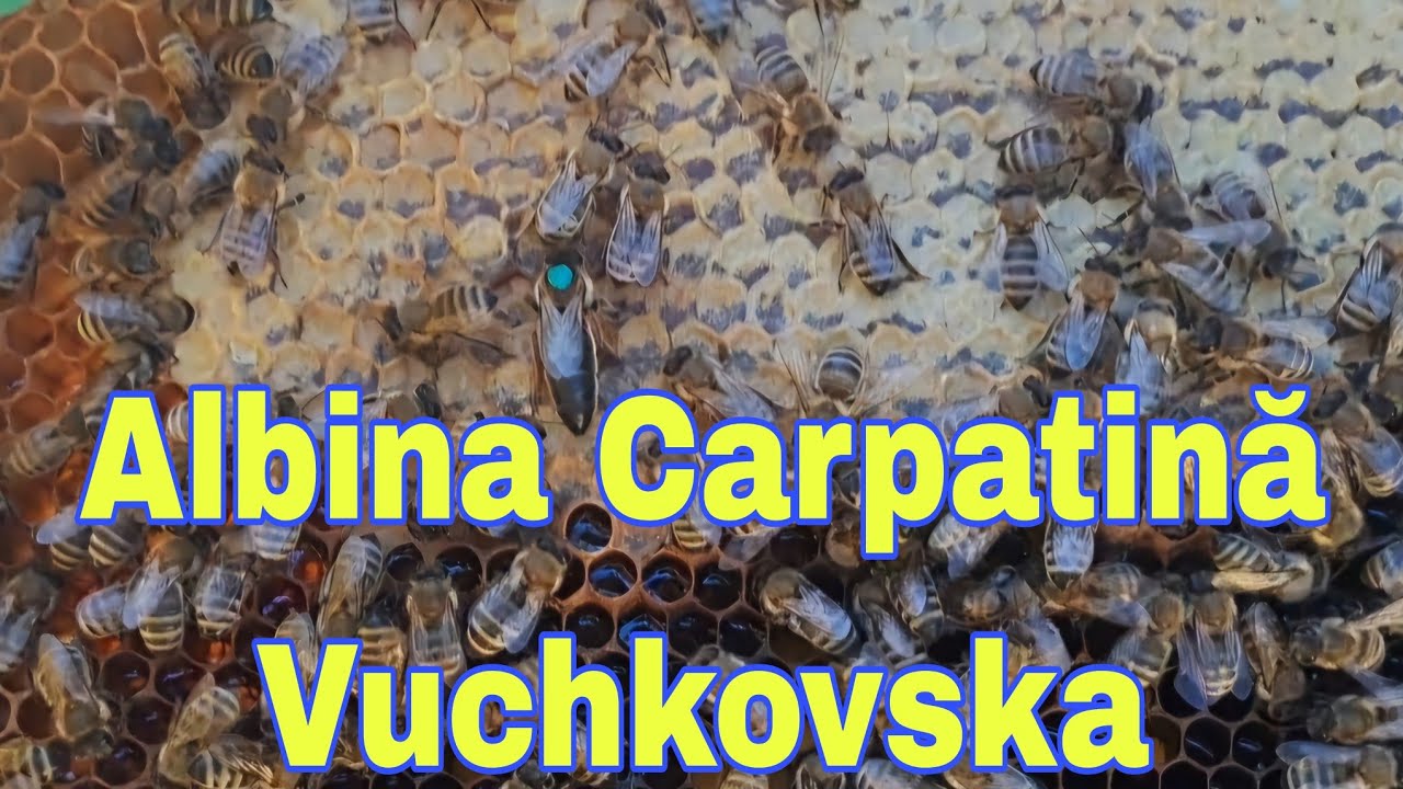 Albina Carpatină Vuchkovska, o albină blândă la cules de Solidago