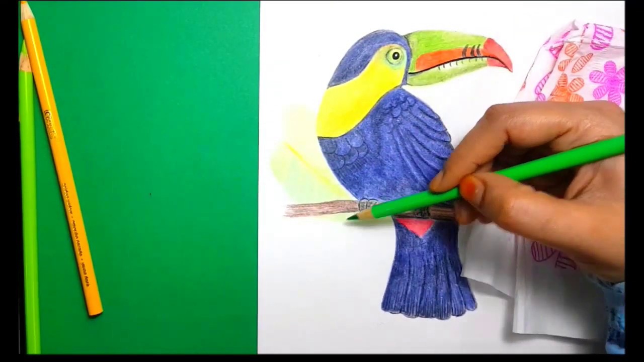 Toucan Bird Speed Drawing