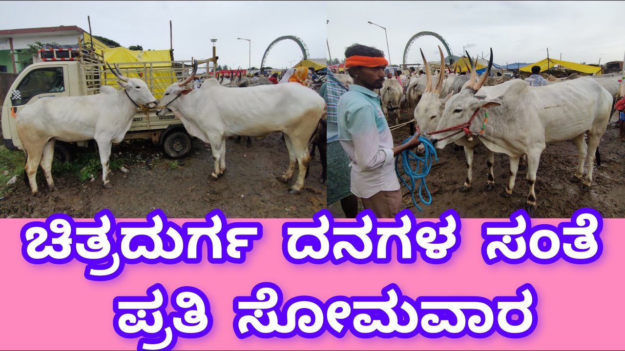 ಚಿತ್ರದುರ್ಗ ಪ್ರತಿ ಸೋಮವಾರ ದನಗಳ ಸಂತೆ