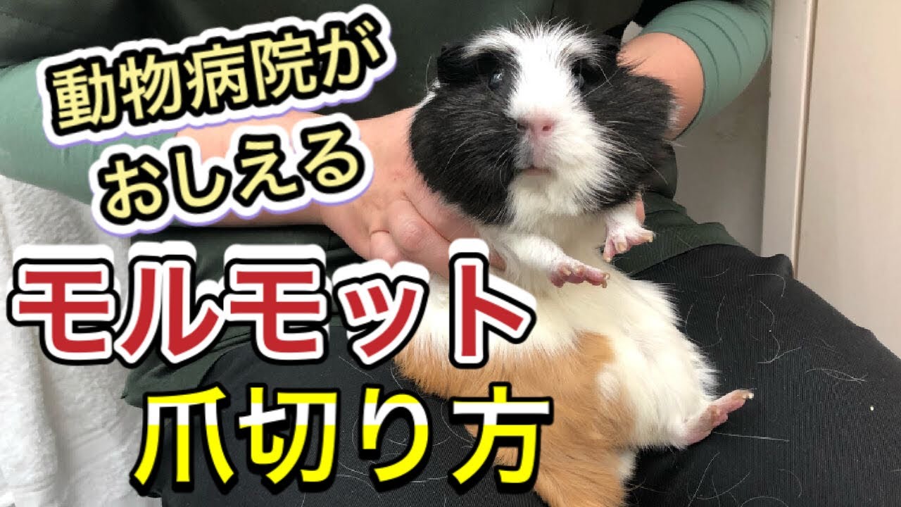 【モルモットの爪切り】出血しない爪切りのやり方を解説します。
