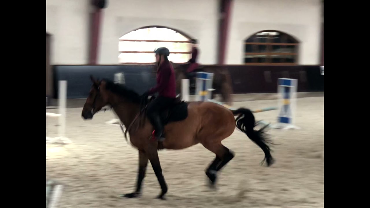 ▪Мерин 2016г▪Отец Quentin (Quinar-Quidam de Revel)Мать Ciwi (Conterno(Con Air -Cassini I)