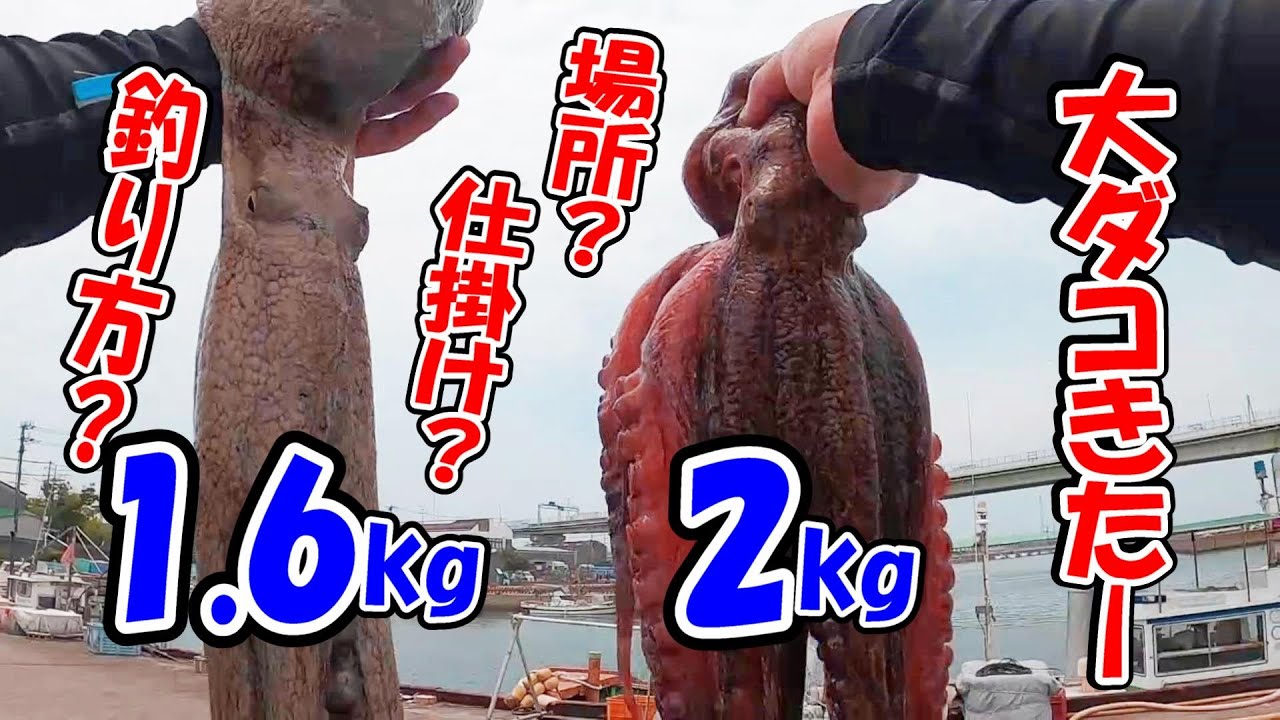 【爆釣】大ダコ連発！仕掛け、場所、釣り方解説。大阪湾のタコ釣り