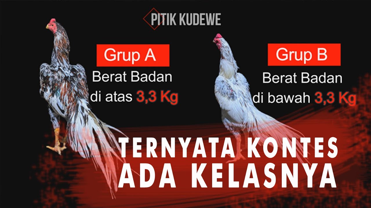 NONTON KONTES Ayam Bangkok Hias EKOR LIDI KOPALI INDONESIA | MAGETAN LESTARI PART II