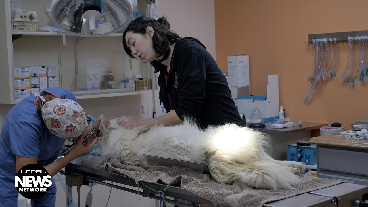 Grant expands pet care for seniors