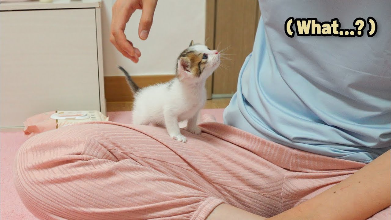 When a Rescued Kitten Thinks Of a Human As a Mother Cat