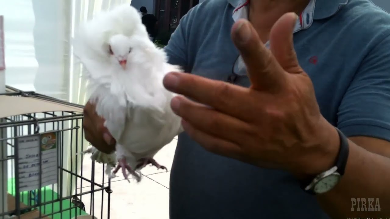 II Exposición Internacional de Aves Ornamentales APCAO–FMV 2025 (22-23 nov)