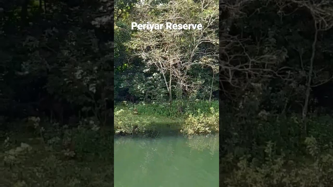 Periyar Reserve #thekkedy #periyartigerreserve