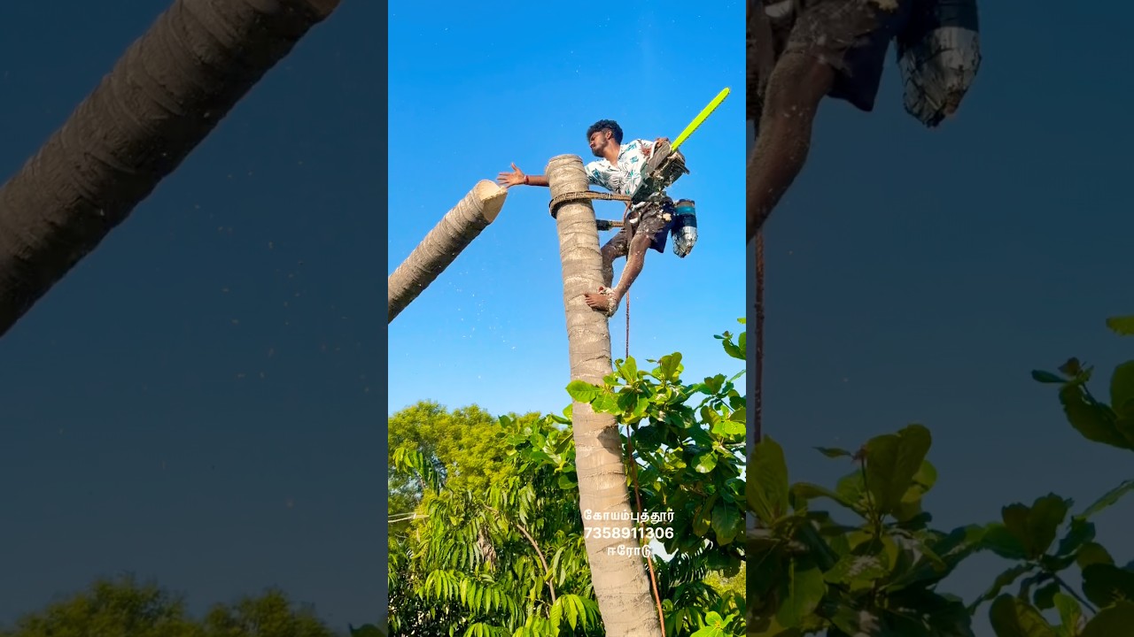 anbu tree cutting work#coconut#tree#work#vairal#Coimbatore