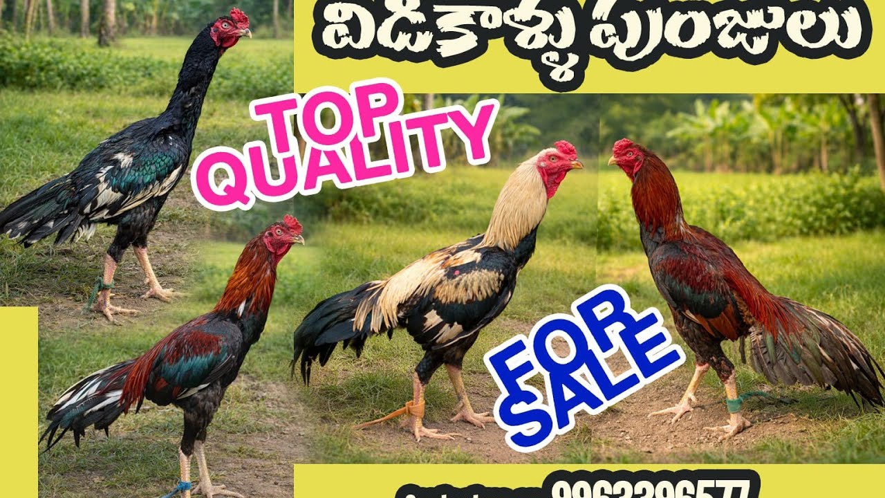 Cell:9963396577 Top quality video vidukaalu punjulu for sale