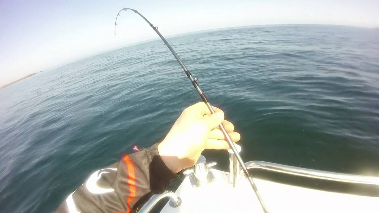 Donegal deep sea fishing 2, Polock, Mackerel, Cod