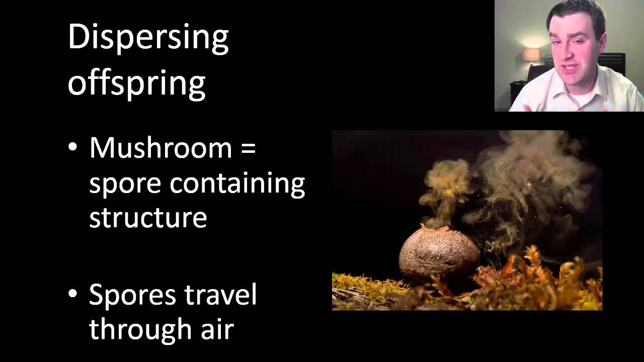 Introduction to fungi