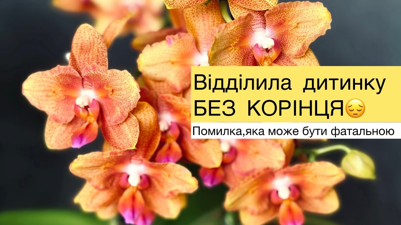 Случайно отделила ребенка БЕЗ КОРЕШКА😔Ошибка, которая может быть фатальной😱#orchid #орхидеи #орхидея