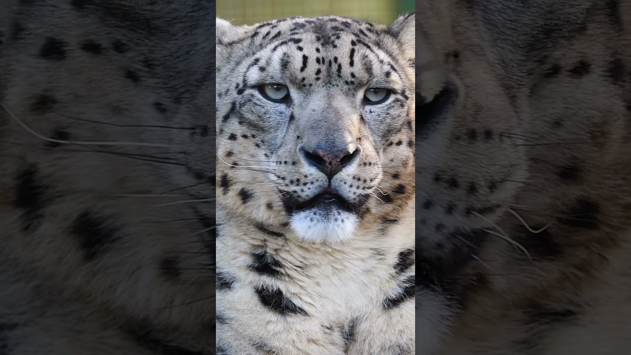 Intense stare from Yarko, the Snow leopard 😳 #snowleopard #shorts