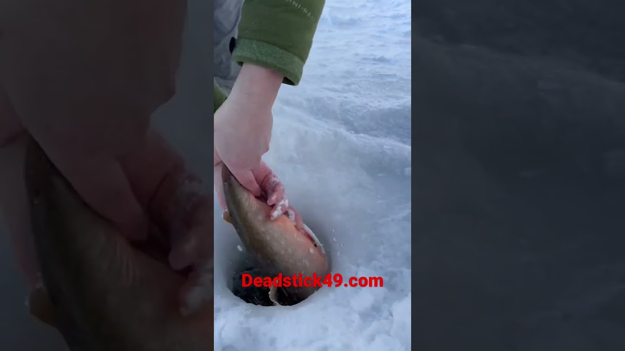 Thicc Arctic char!                 #fishing #fish #fishingguide #arcticchar #alaska #icefishing