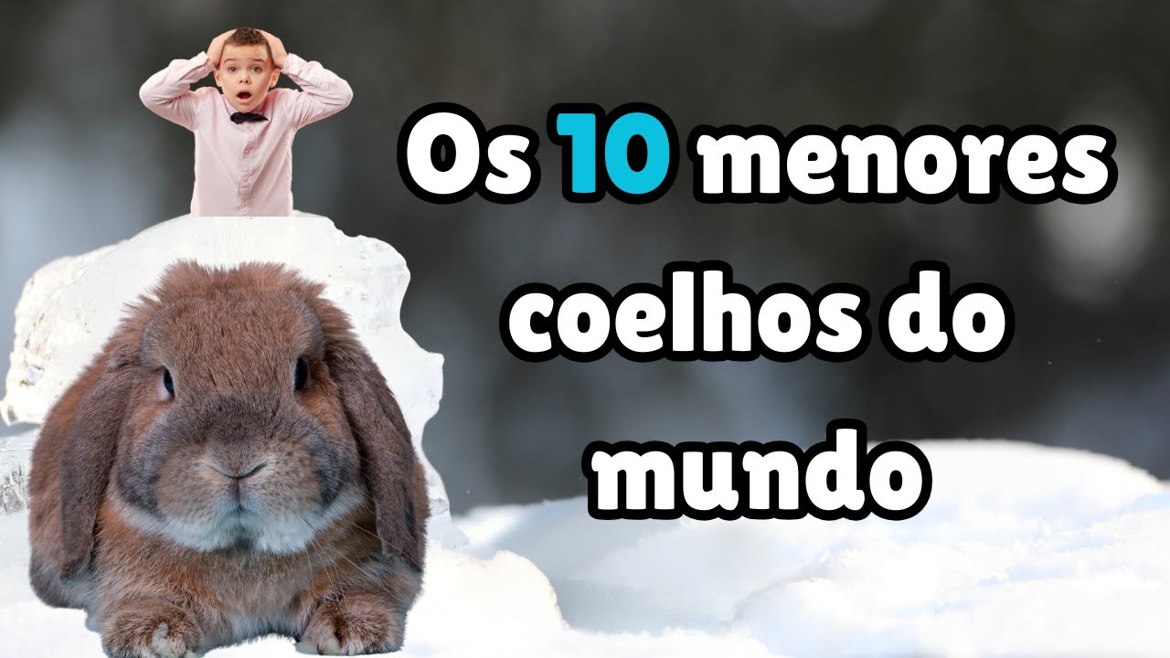 Os 10 Menores Coelhos do Mundo – Tão Pequenos que Cabem na Palma da Mão ! 🐇✨