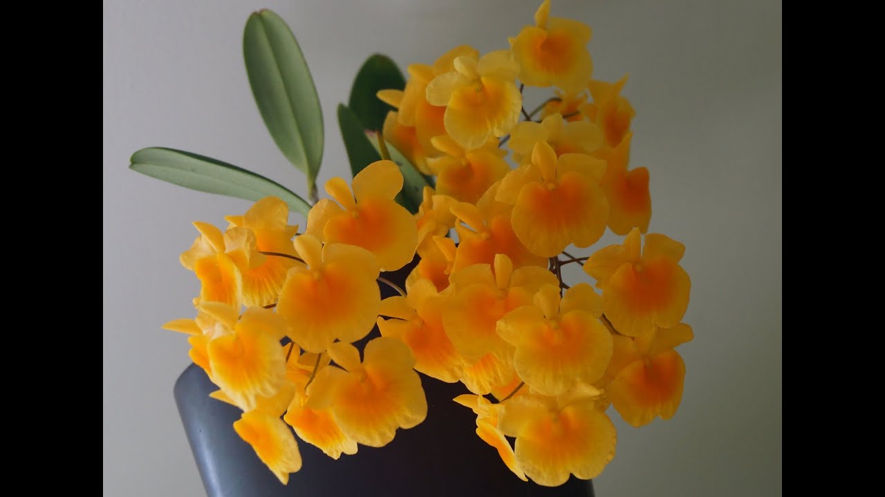 Орхидея Дендробиум ЛИНДЛИ (Dendrobium lindleyi (aggregatum)) или Весна Пришла!