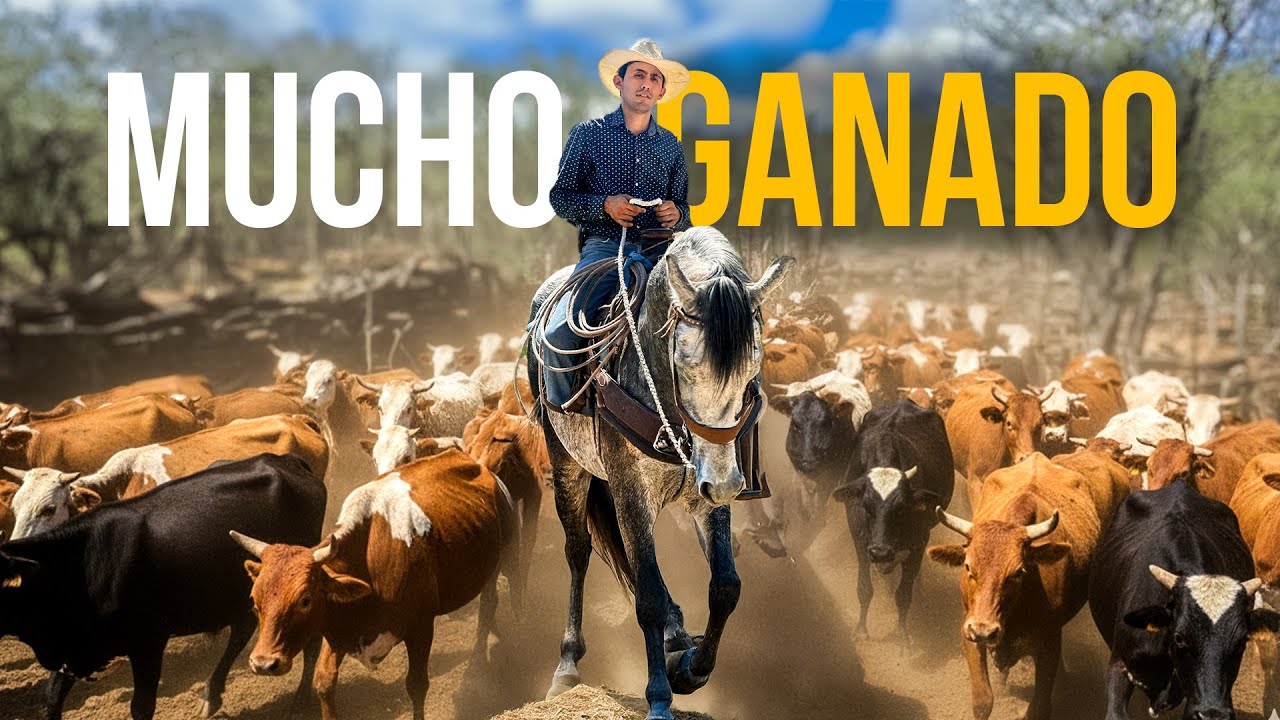 El ganado ARREBASA nuestro espacio en los corrales del rancho | Arreando mucho ganado…