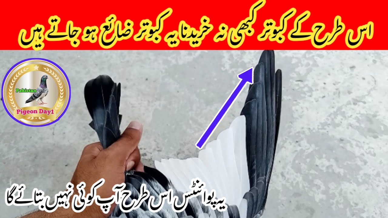 Ziaya Honay Walay Kabootar Ki Pehchan | Pigeon Day1