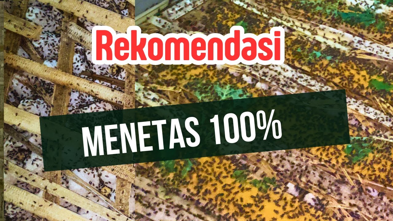 Tips Cara Baru 👍 Menebar Telur Jangkrik Agar Menetas 100 %