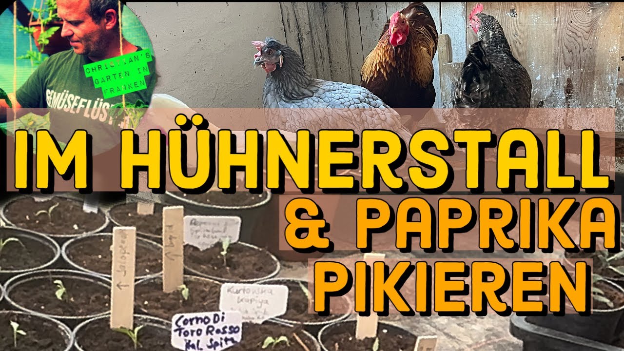 Im Hühnerstall, Paprika und Peperoni pikieren.