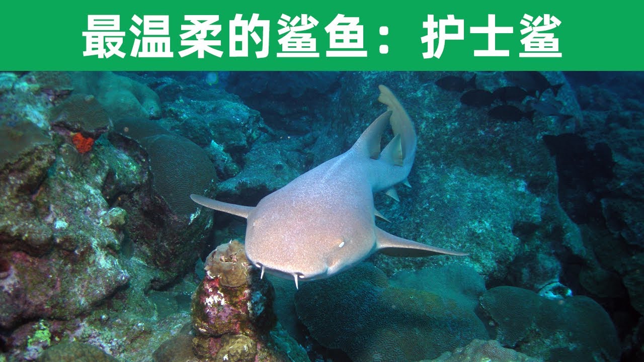 世界上最温柔的鲨鱼铰口鲨，有着像护士帽一样的脑袋也称护士鲨