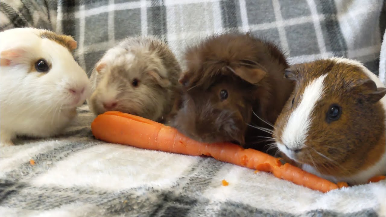 4 Beautiful Ladies Eat A Carrot