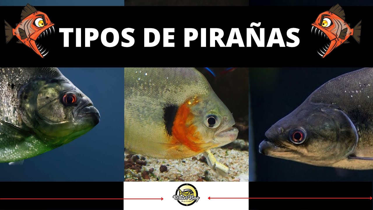 Pirañas y sus tipos