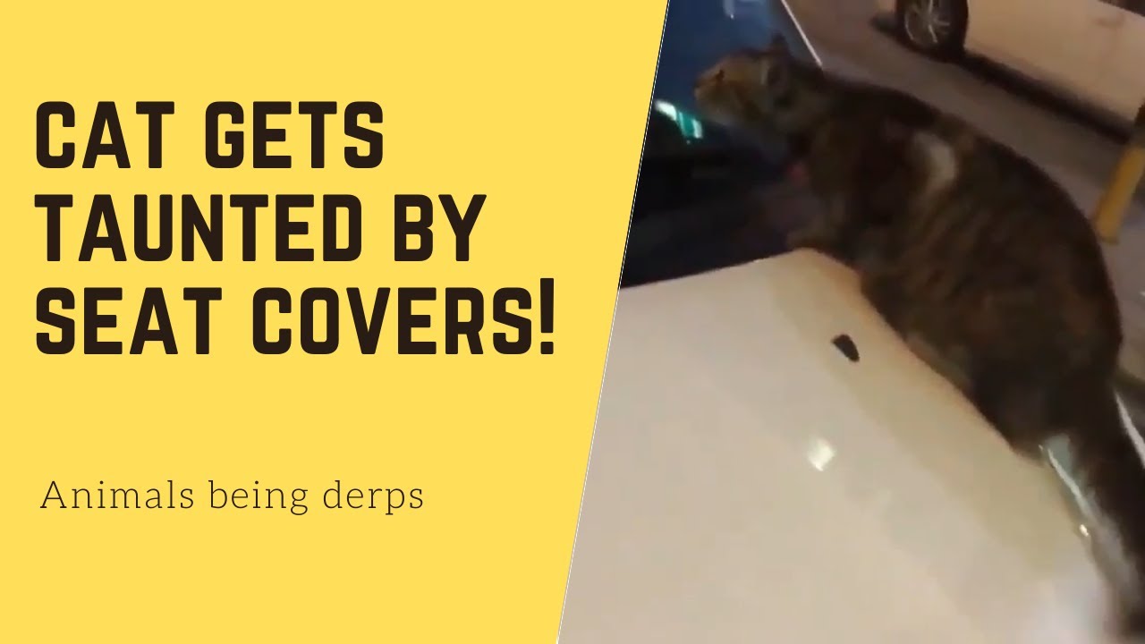 Animal Funnies - Animals Being Derps