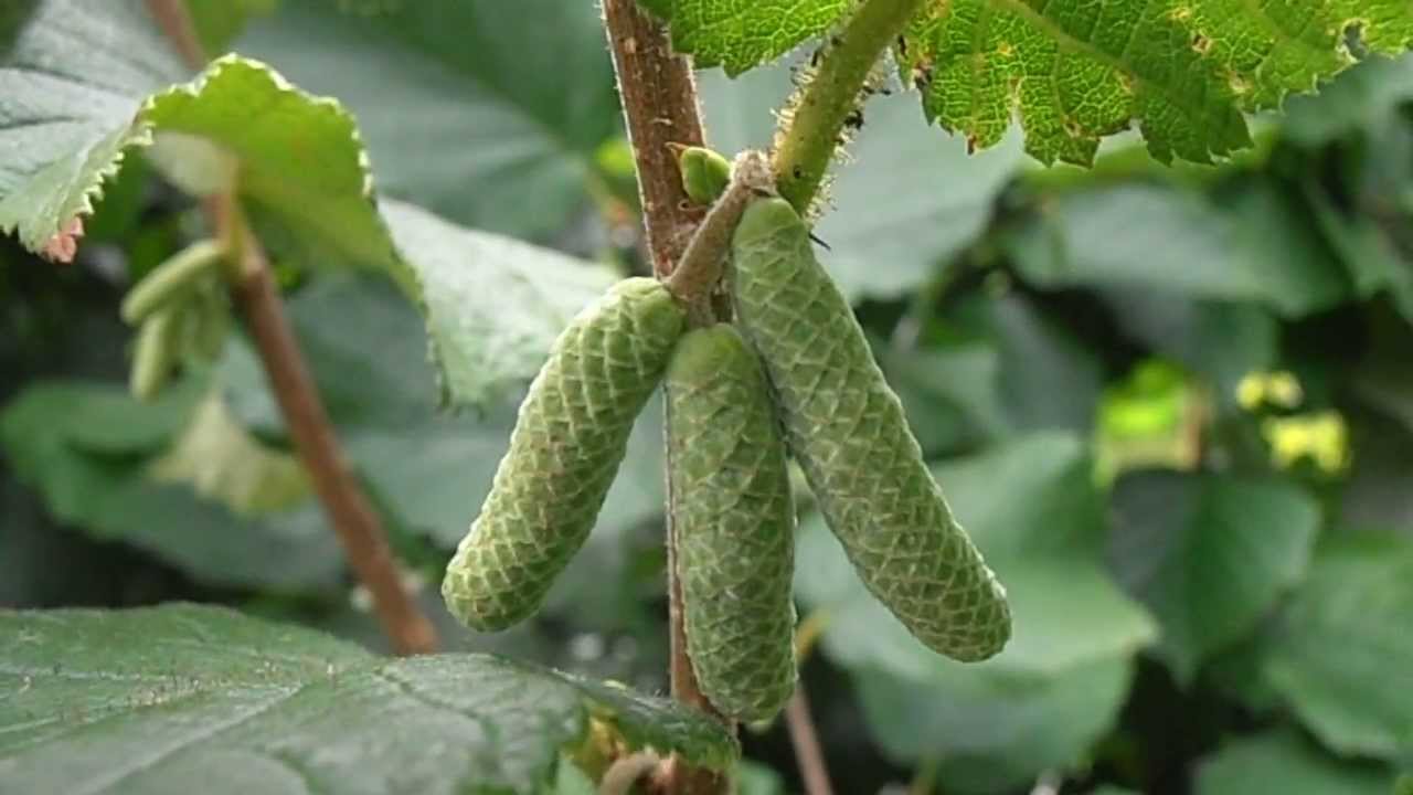 AVELLANO: Corylus avellana (www.riomoros.com)