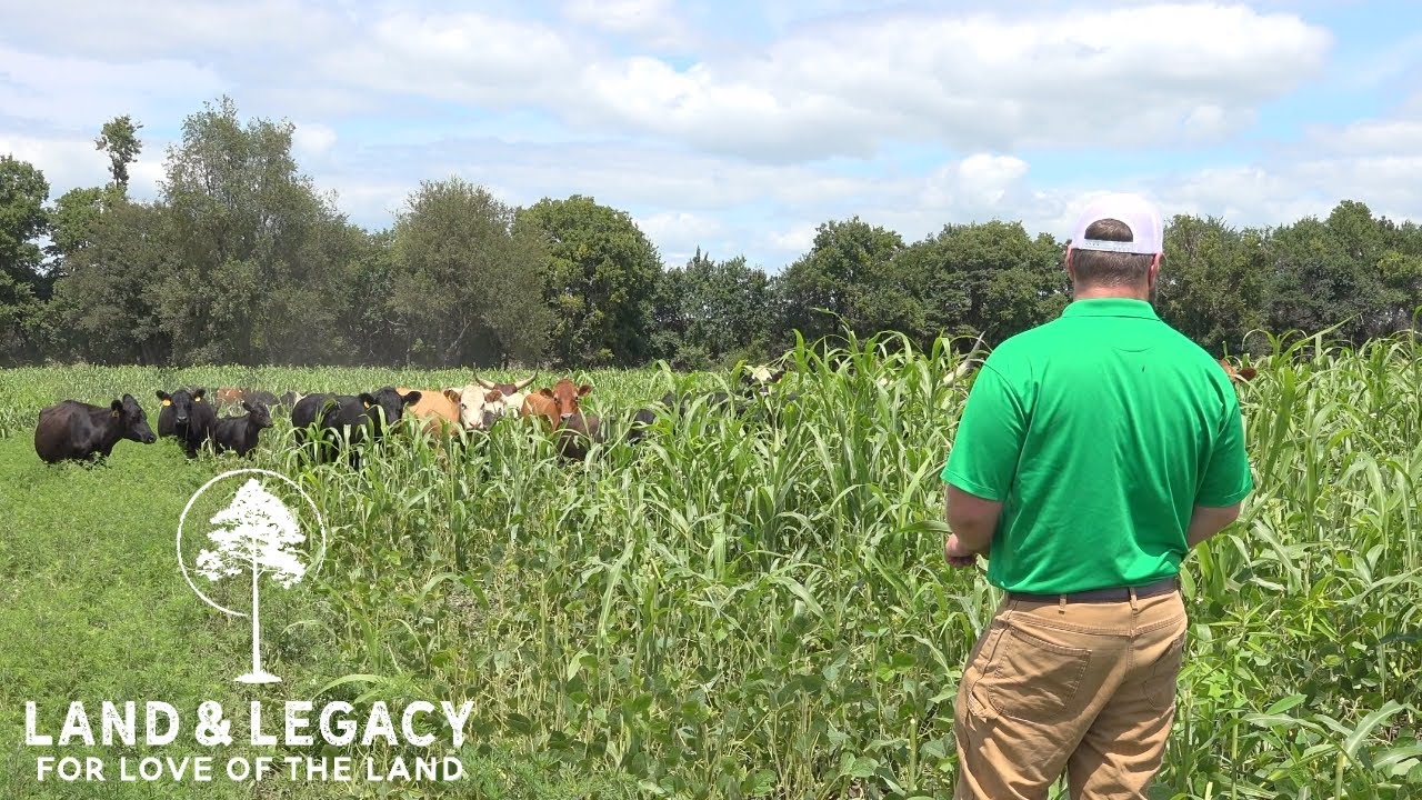 Grazing Diverse Cover Crops : Cattle, Wildlife, and Soil Health