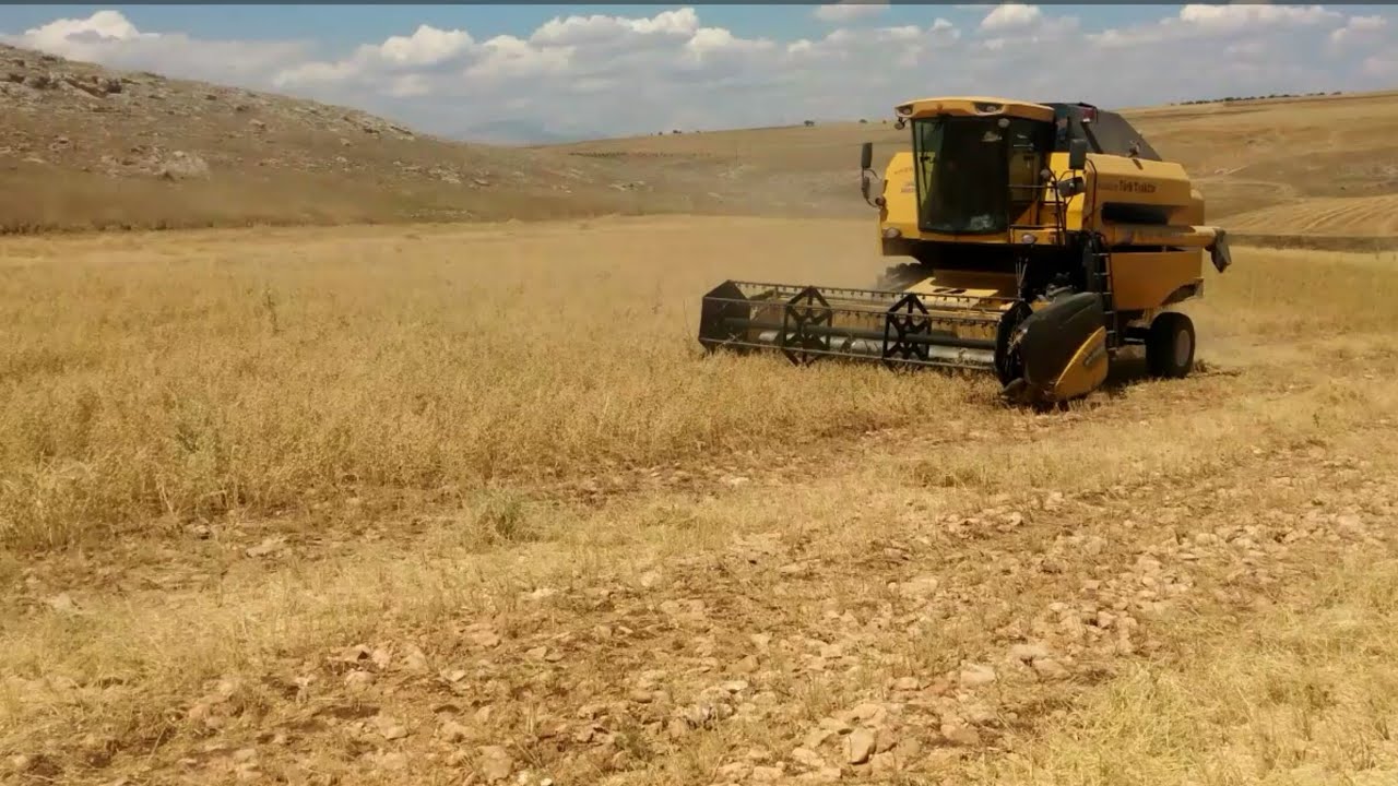 Biçer ile Nohut Hasadı Nasıl yapılır..