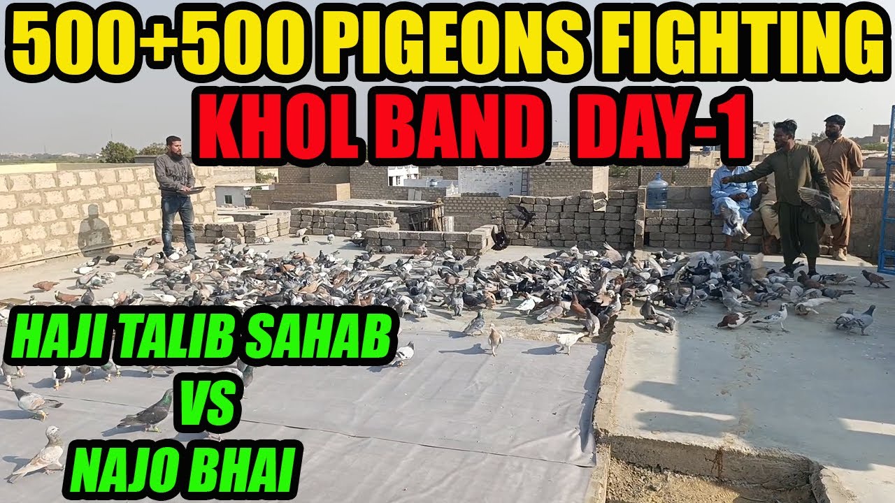 KHOL BAND DAY-1 500+500 Gola Pigeons Fighting Haji Talib Sahab VS Najo Bhai Kabooter Larrayya