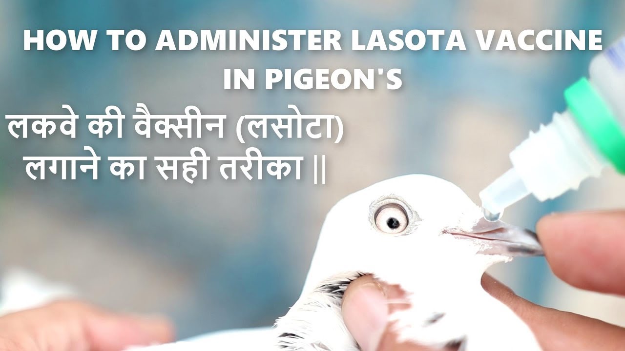 LASOTA VACCINE FOR PIGEONS || लकवे की वैक्सीन (लसोटा) लगाने का सही तरीका ||